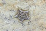 Rare, Cretaceous Starfish (Marocaster) - Morocco #54314-2